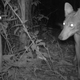 A coyote in eastern Panama, as seen by a camera trap at night.